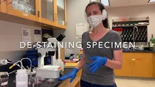 How to stain parasites [upl. by Guinevere790]