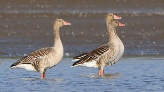 Greylag goose Call Sound Hunting [upl. by Delmer]