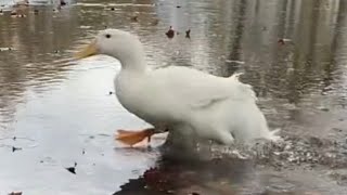 Duck Running on Water  Jesus Duck 🦆😇 [upl. by Atihana]