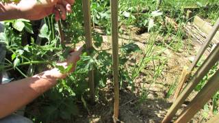 Staking Large Indeterminate Tomatoes A 3 Stake Method  The Rusted Garden 2013 [upl. by Debby453]