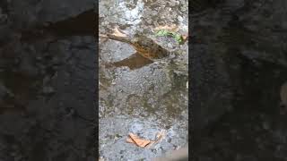 crocodile nature waterlife aligators utube trending [upl. by Arbua279]