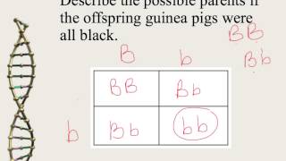 Mendelian Genetics and Punnett Squares [upl. by Yesnil]