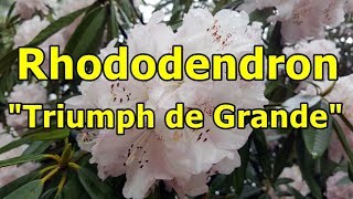 Rhododendron quotTriumph de Grandequot HD video 01 [upl. by Paviour]