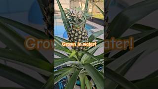 Hydroponically Grown Pineapples pineapple hydroponics homegarden easy water nutrients wow [upl. by Paloma]