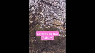 Los cerezos en flor Sakura [upl. by Ruon108]