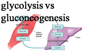 Comparison between glycolysis and gluconeogenesis [upl. by Naida]