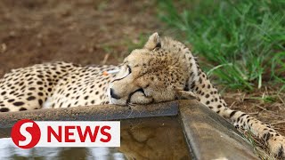 South African cheetahs begin journey to India [upl. by Ettenig8]