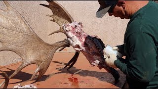 HOW TO CLEAN A BULL MOOSE SKULL quotSHIRASquot [upl. by Trah571]