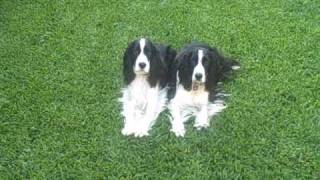 English Springer Spaniel Puppies Training 2 dogs at one time [upl. by Cogswell611]