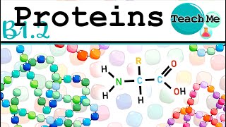 B12  Proteins  IB Biology SLHL [upl. by Takken]