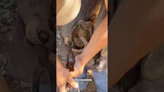 Horse hoof restoration satisfying horsehoof shortsviral horse [upl. by Oak215]