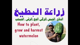 زراعة البطيخ ونصائح الخبراء  الزراعة الحديثه How to plant grow and harvest watermelon [upl. by Spragens]