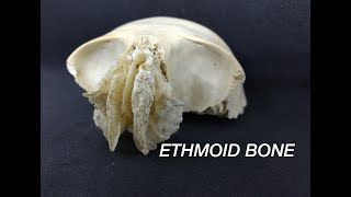 ETHMOID BONE [upl. by Clerc]