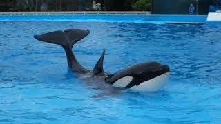 Nalani Slides Out in Dine With Shamu [upl. by Amaerd]