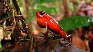 Strawberry poison dart frog Dendrobates pumilio calling in Costa Rica Video [upl. by Aurlie725]