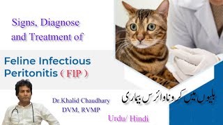 What is feline infectious peritonitis treatment  FIP signs in cats  Treatment of FIP in cats [upl. by Dianna]