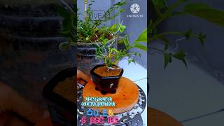 Membuat bonsai dengan bahan seadanya [upl. by Anoy339]