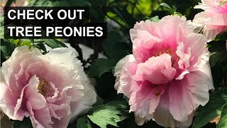 Love Peonies Why You Should Consider Tree Peonies 🌸 [upl. by Nathan681]