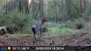 Muntjac Deer [upl. by Melly283]