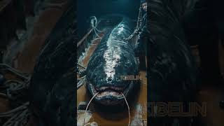 Giant Deep Sea Creature Caught by Fishermen🐙🦑🦀deepseafishing fishingexploration giantseacreature [upl. by Rehpotsirhc]