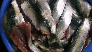 Come preparare Sarde a beccafico ricetta palermitana [upl. by Sivla]