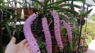 Beautiful Foxtails Orchid Blooming with beautiful Nepali songs orchid nepalisong [upl. by Adias956]