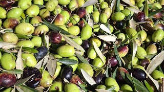 la qualità di olive top per me lORTICE [upl. by Etoile]