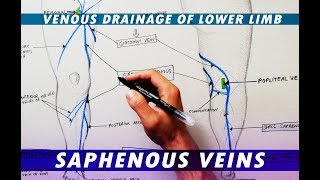 Great Saphenous Vein amp Small Saphenous Vein  Venous drainage of lower limb [upl. by Philbert317]