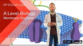 Membrane structure  A Level Biology [upl. by Erot]