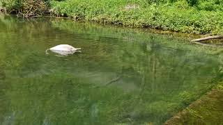 The River Bradford on the way to Youlgrave May 11th 2024 [upl. by Aneryc]