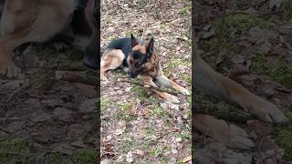 Glücklicher Schäferhund in Polen German Shepherd [upl. by Rezeile]