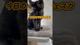 【今日のフランチェスカ】トイボブ かわいい子猫を毎日紹介しています cat cuteanimals 猫のいる暮らし ボブキャット kichifrost [upl. by Thin]