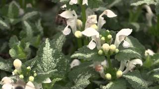 Lamium maculatum  Gefleckte Taubnessel Spotted Deadnettle [upl. by Eniamreg675]