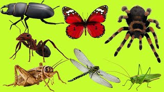 Relaxing Video  Insects Animals  Sound ASMR [upl. by Bittencourt]