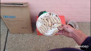 Preserving Witchetty Grubs For Fishing Bait [upl. by Brinkema]