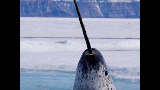 A New Narwhal Discovery [upl. by Nilesoj758]