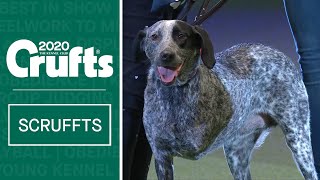 Crossbreed wins at Crufts  Scruffts 2020 Winner [upl. by Halac650]