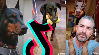 Most Badass Doberman TikTok Compilation  Dogs Of TikTok [upl. by Winfield]