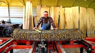 Harvesting an Apple Log on the Sawmill and finding Treasure under the bark [upl. by Fanning]