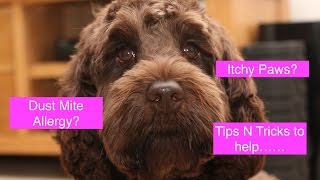 How to help Dogs with Dust Mite Allergies [upl. by Ardisi]