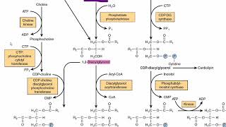 Biosynthesis of Phosphatidylcholine Lecithin  Phospholipid Biosynthesis  Acylglycerol metabolism [upl. by Naoh523]