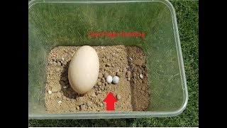 Small Eggs Hatching  Lizard eggs hatching LizardEggsHatching [upl. by Hoang]