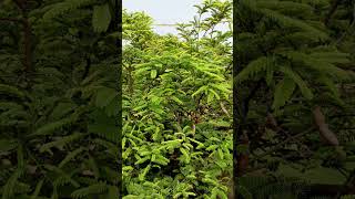 🌿𝗧𝗮𝗺𝗮𝗿𝗶𝗻𝗱 🌿𝗠𝗨𝗡𝗧𝗔𝗛𝗔 𝗚𝗔𝗥𝗗𝗘𝗡 Tamarind Tamarindus indica is a leguminous tree bearing edible fruit [upl. by Lama]