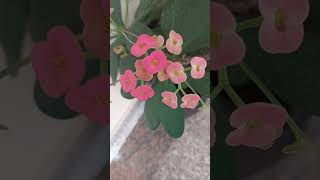 Euphorbia milii in bloomBeautiful flower  House plantmusic [upl. by Trebor]