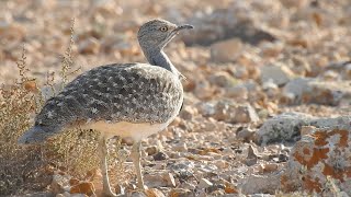 Houbara Bustard Llanos de Tindaya 6th February 2024 [upl. by Cattan375]