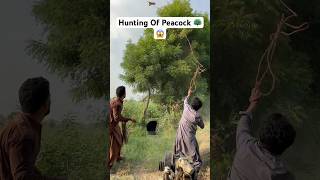 Hunting Of Peacock 🦚😱 shikarigaming huntting entertainment peacock [upl. by Navy959]