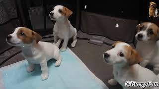 Cutest Puppies Caught in Ultimate Puppy Roundup 🐾 😍best video  pet collective [upl. by Cort]