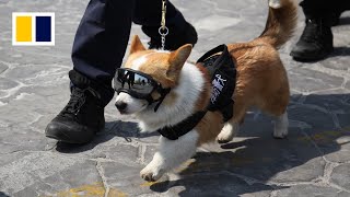 China’s first corgi police dog makes public debut [upl. by Yrrad]