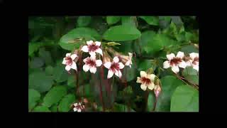 Strophanthus Heilpflanze [upl. by Showker]