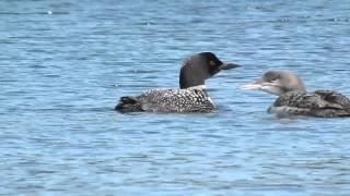 The haunting call of the Common Loon [upl. by Amalea]